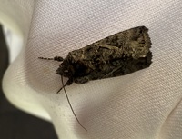 Ctenoplusia oxygramma