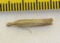 Agriphila vulgivagellus