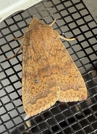 Sunira bicolorago