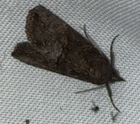 Hypena scabra