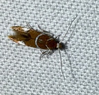 Promalactis suzukiella