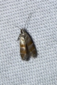 Battaristis vittella