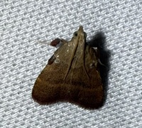 Condylolomia participialis