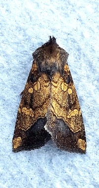 Papaipema cataphracta