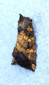 Papaipema cataphracta