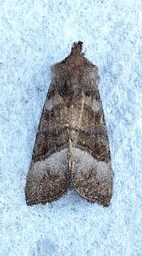 Papaipema eupatorii