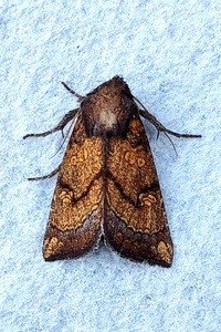 Papaipema impecuniosa