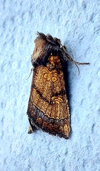 Papaipema impecuniosa