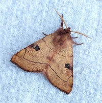 Choephora fungorum