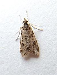 Scoparia biplagialis
