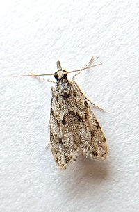 Scoparia basalis
