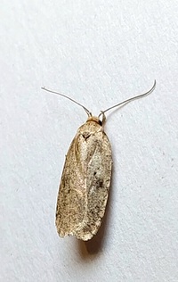 Agonopterix canadensis