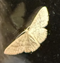 Pleuroprucha insulsaria