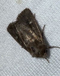 Lacinipolia renigera