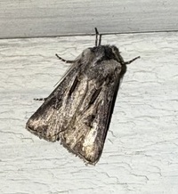Agrotis venerabilis