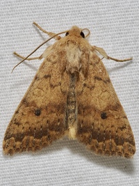 Sunira bicolorago