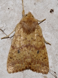 Sunira bicolorago