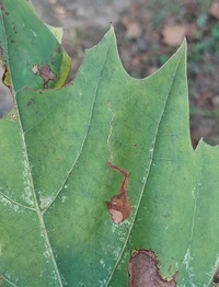 Ectoedemia clemensella