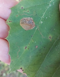 Ectoedemia platanella