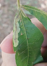 Cameraria caryaefoliella