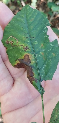 Stigmella rhoifoliella