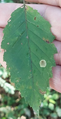 Cameraria corylisella