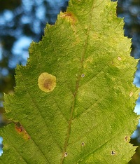 Cameraria corylisella