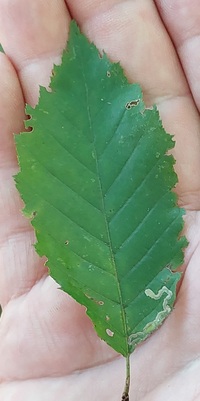 Stigmella corylifoliella