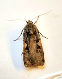 Xestia dolosa complex