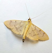 Condylorrhiza vestigialis