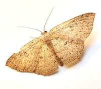Cyclophora packardi