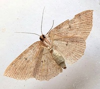 Cyclophora packardi