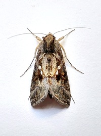 Chrysodeixis includens