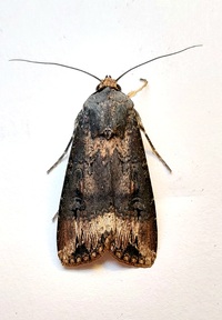 Agrotis ipsilon