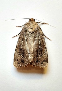 Amphipyra pyramidoides