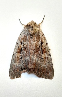 Xestia elimata complex