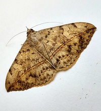 Anticarsia gemmatalis