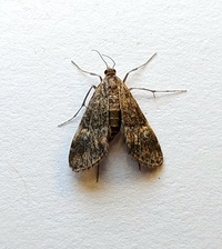 Elophila obliteralis