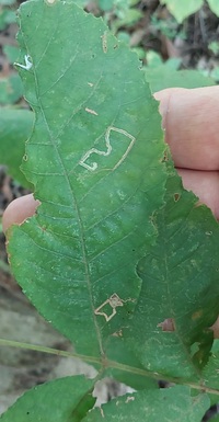 Stigmella caryaefoliella