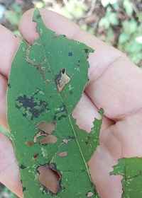 Coptodisca diospyriella