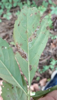 Phyllocnistis ampelopsiella