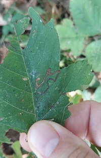 Stigmella rhoifoliella