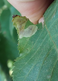 Cameraria caryaefoliella