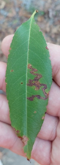 Stigmella prunifoliella