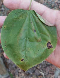 Fascista cercerisella