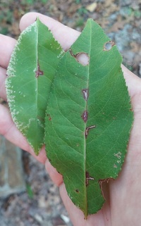 Bucculatrix pomifoliella
