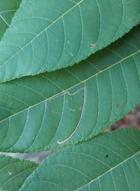 Stigmella juglandifoliella