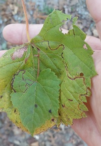 Phyllocnistis vitifoliella