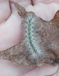 Hyphantria cunea