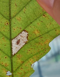 Phyllonorycter aeriferella